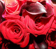 0015_red_roses.jpg